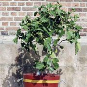 Anjeer,-Common-fig—Plant-3