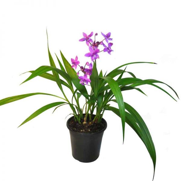 Ground-Orchid,-Spathoglottis-Plicata-(Purple)—Plant-1