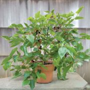 Shahtoot, Mulberry, Tuti-(Small-Leaves) Plant-3