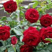 red-rose-1